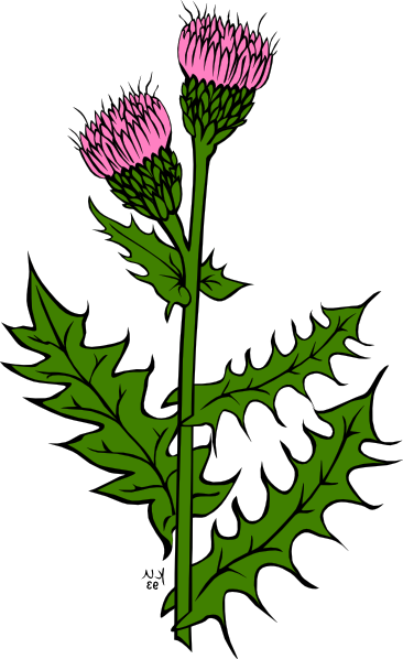 Weed Clipart Dandy Lion - Clip Art (366x598)