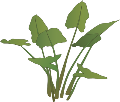 Ian Symbol Peltandra Virginica - Marsh Plant Png (400x339)