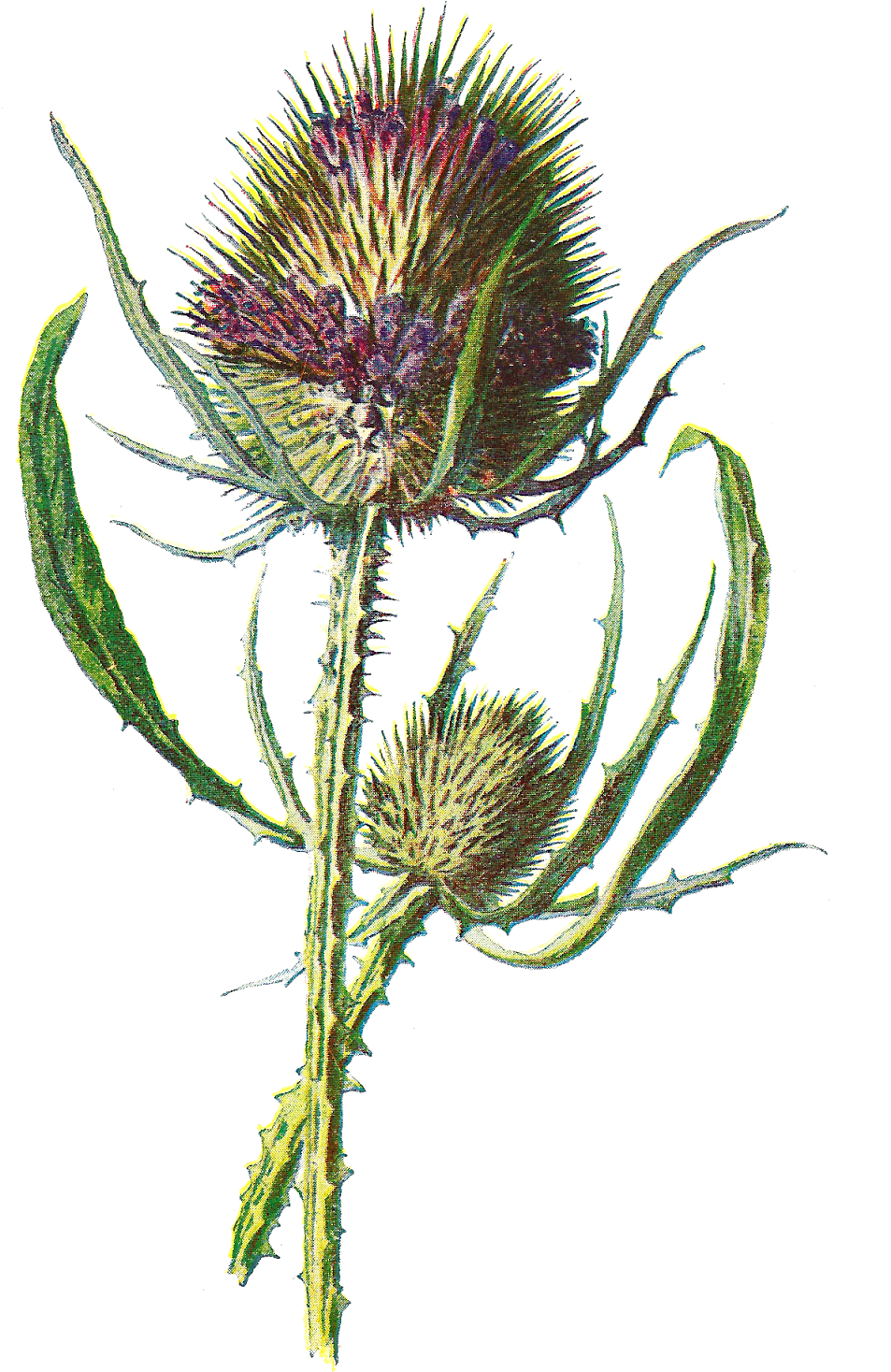 Free Digital Flower Clip Art - Teasel Clipart (1017x1600)