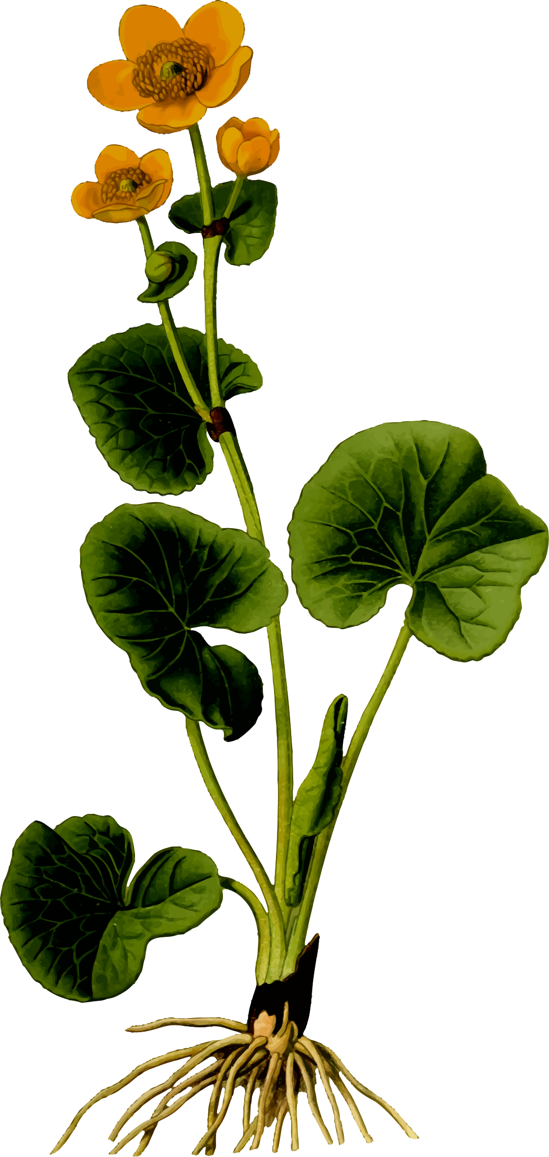 Marsh Marigold 2 - Marsh Marigold Png (1118x2355)