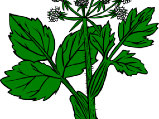 Alfalfa Cliparts - Grafika Wektorowa Kwiaty Klonu (640x480)