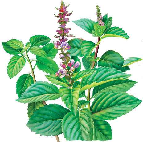 Holy Basil - Alvita - Herbal Holy Basil Tea Organic - 24 Tea Bags (479x500)