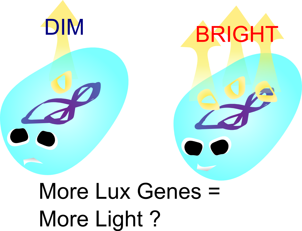 And Then One Needs To Think About The Gene To Be Used - Defective Brain (1218x930)