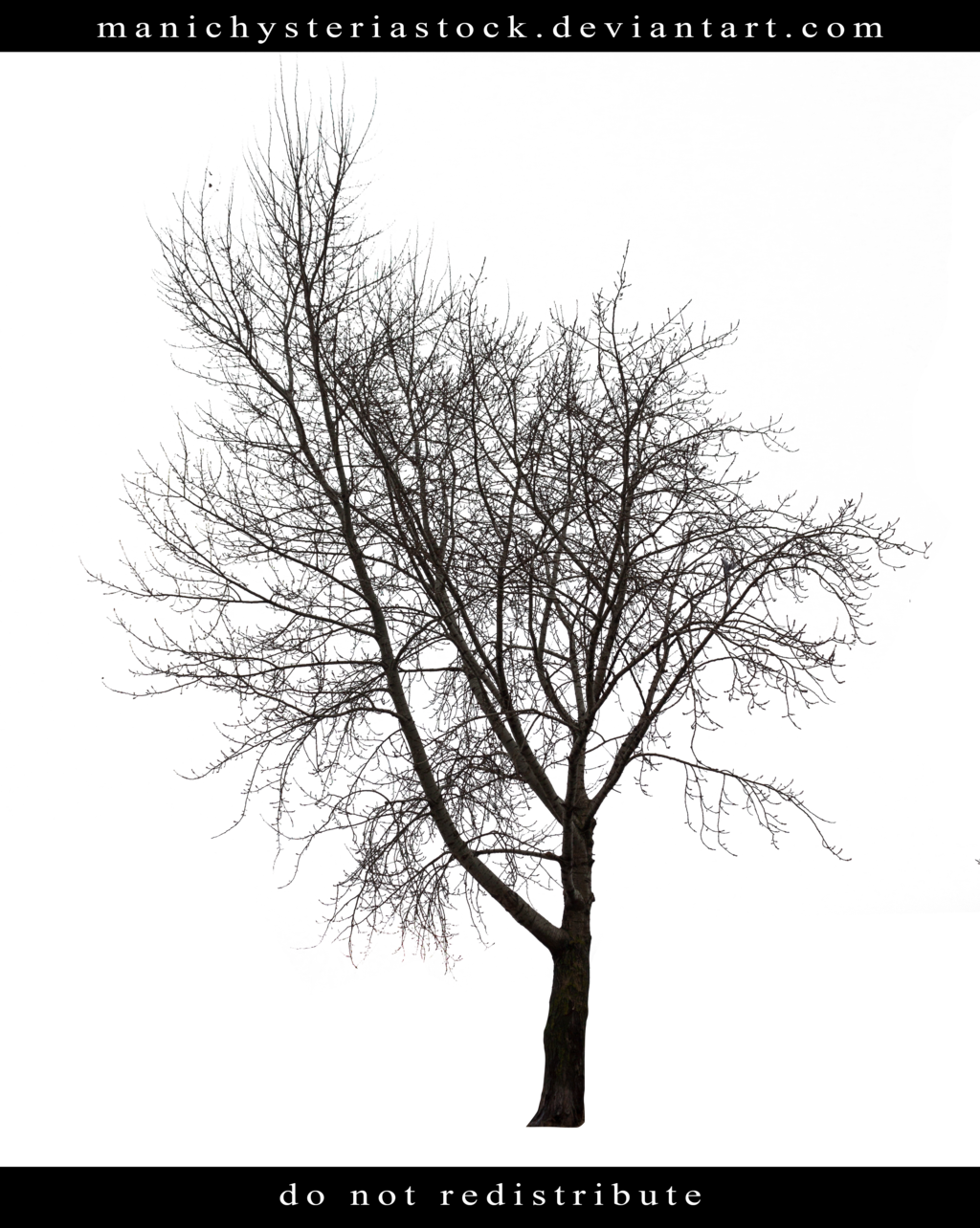 Manichysteriastock Bare Tree Cut Out 2 By Manichysteriastock - Bare Tree Cut Out (1024x1284)