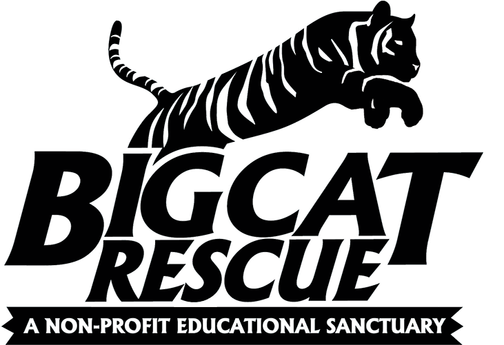 Big Cat Rescue Is Caring For Big Cats And Ending The - Big Cat Rescue Tampa (740x500)