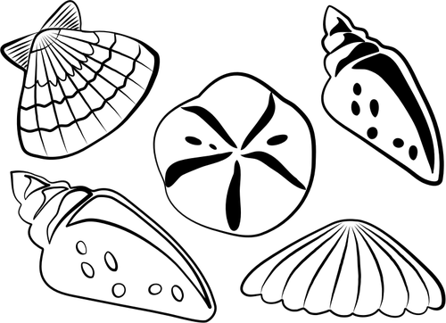 Illustrazione Di Vettore Di Conchiglie Di Mare - Sea Shell Drawings Png (500x362)
