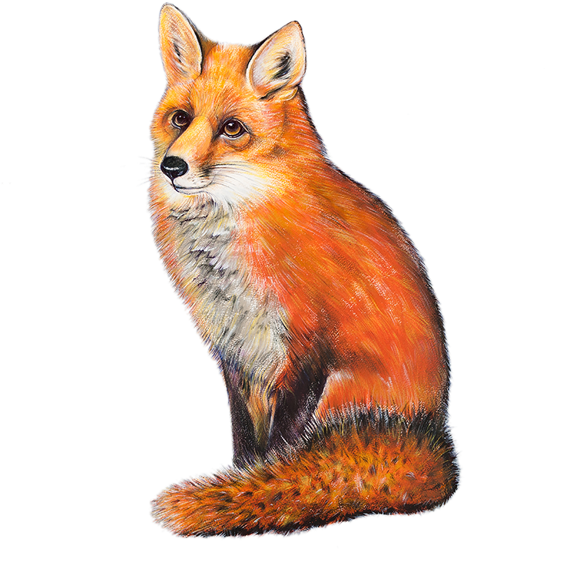 Red Fox Cottage - R3d Fox (800x800)