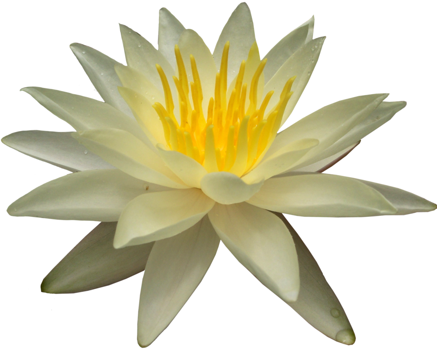 Water Lily Png Picture - White Water Lily Png (900x718)