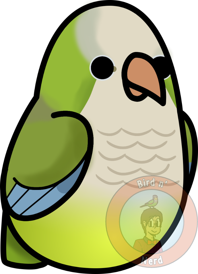 Quaker Parrot/monk Parakeet By Maddemichael - Monk Parakeet (690x955)