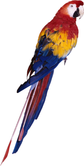 Parrot Png Images, Free Download - Parrot Png (280x549)