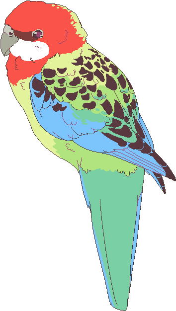 Bird Of The Week This Week - Budgie (405x652)