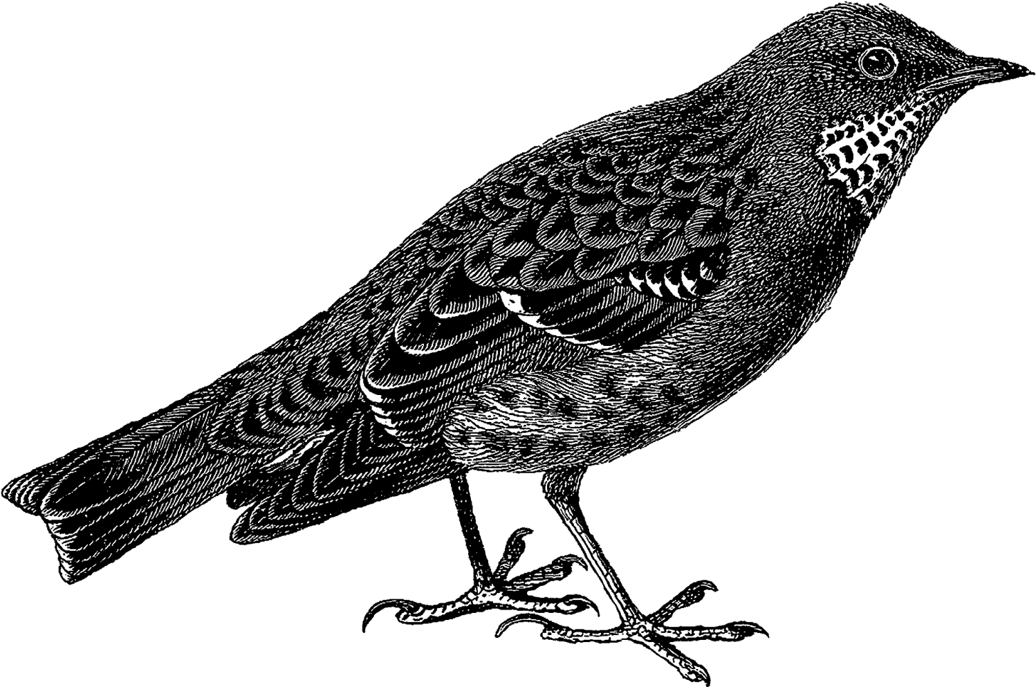 Bird Illustrations Are Wonderful Crafting Elements - Php Web Services: Apis For The Modern Web (1600x1077)