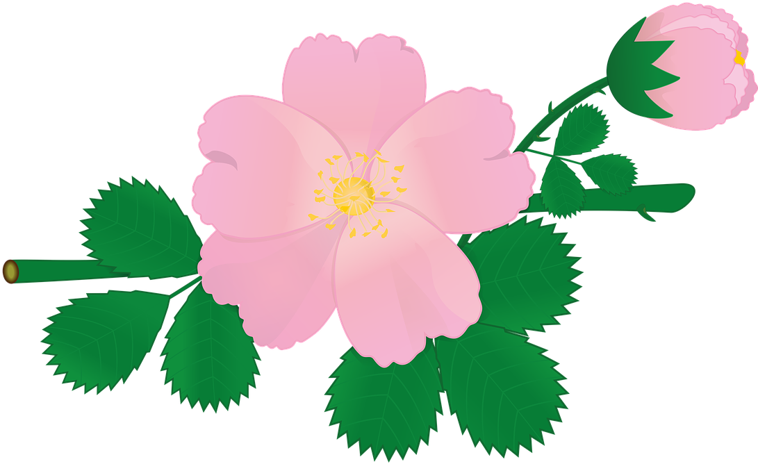 Rose Flower Briar Pink Flowers Png Image - Urine (1280x773)