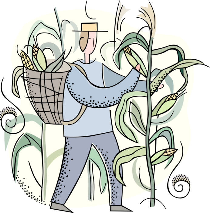 Vector Illustration Of Farmer Harvests Corn Husk Crop - Cartoon (692x700)