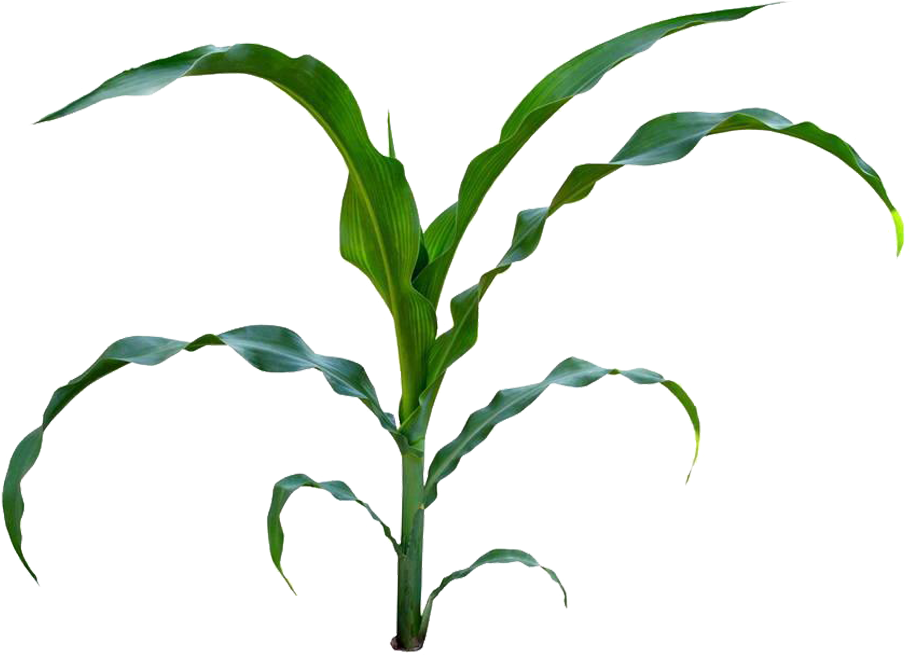 Sweet Corn Baby Corn Maize Plant Stem Clip Art - Sweet Corn Baby Corn Maize Plant Stem Clip Art (1000x667)