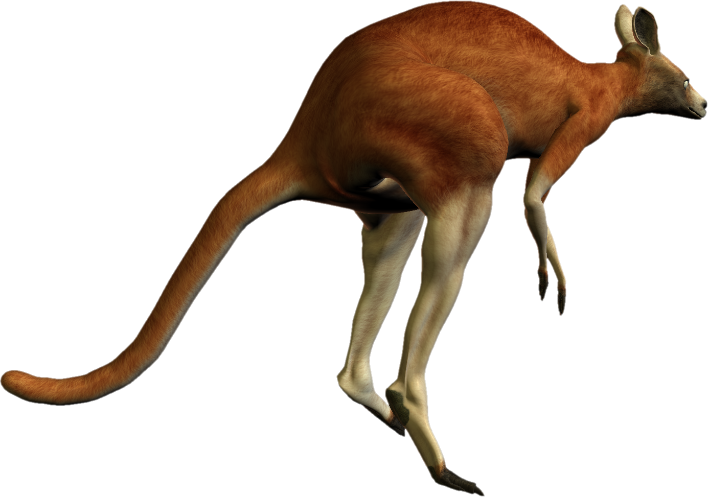 Kangaroo Png Transparent Images - Transparent Red Kangaroo (1385x973)