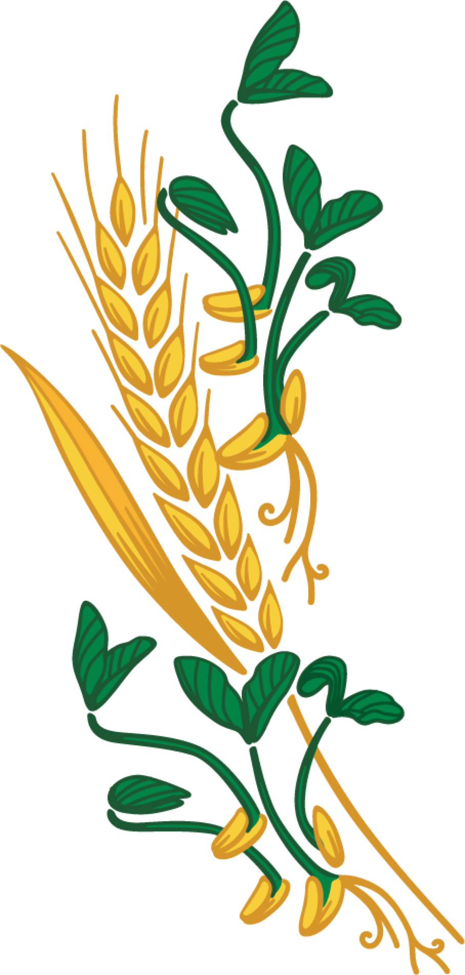 Sprouted Grains Clipart Clipground - Harvest (908x1902)
