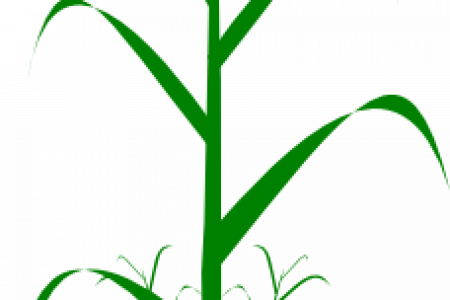 Pin Rice Plant Clip Art - Pulses Plant Clipart (450x300)