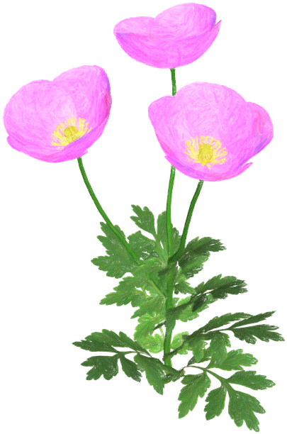 Flowers, Flower, Pink Flower, Creative, Spring - Forårsblomst Clipart Sort Hvid (453x640)