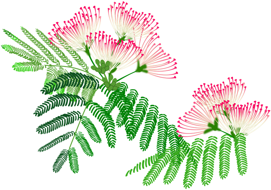 Albizzia Julibrissin, Flowers, Pink, Plant - Albizia Flower Art (960x720)