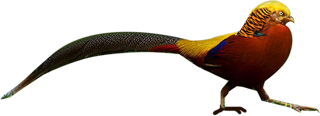 Site By Howard & Howard - Pheasant (692x269)