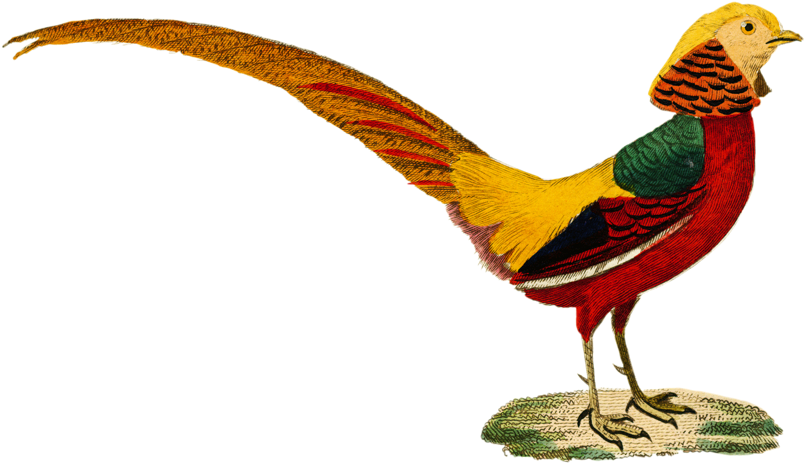 Chrysolopminor C - Chrysolopminor C (1600x955)