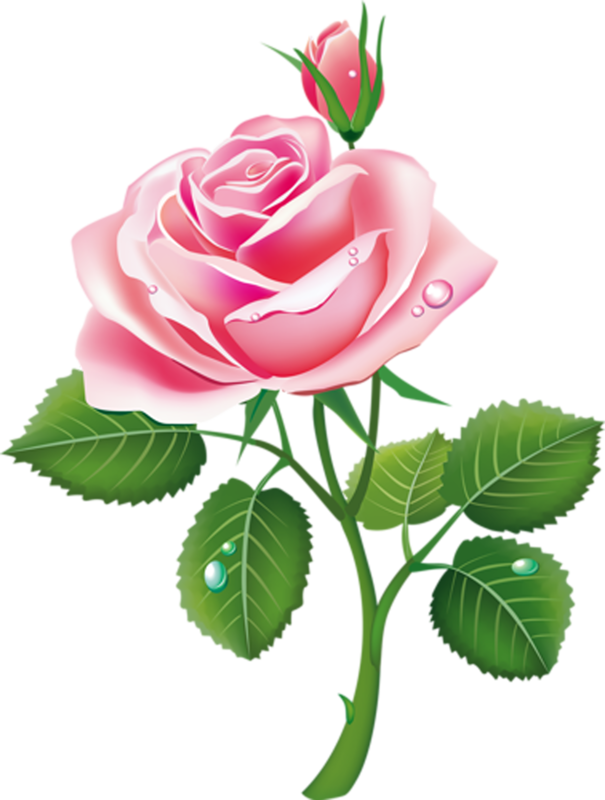 Клипарт Розы Пнг - Beautiful Pink Rose Flower (605x800)