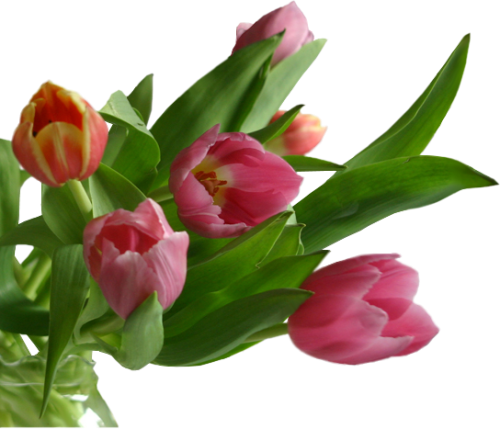 Fl-109 - Portable Network Graphics (500x429)