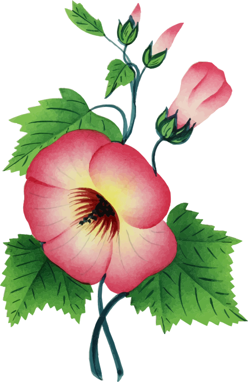 Medium Image - Flower Illustration (492x757)