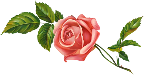 Clipart De Flores - Rose (488x256)