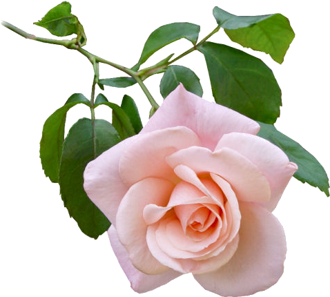 Rose - Floreros Con Rosas Y Flores Blingee (500x429)