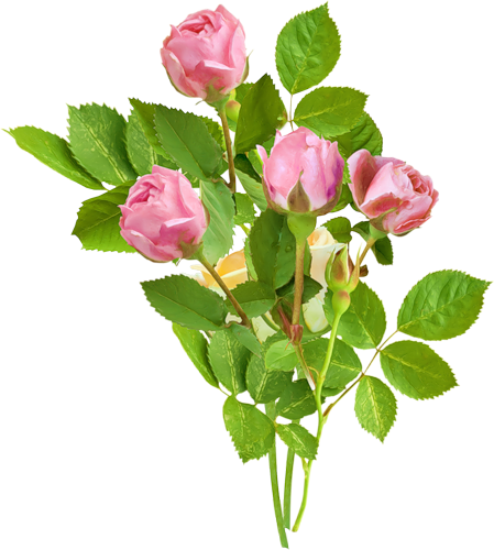 Publicado Originalmente En Zoom Diseño Y Fotografía - Hybrid Tea Rose (449x500)