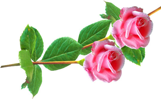 Изображение Для Плейкаста - Розы На Прозрачном Фоне Клипарт (548x361)