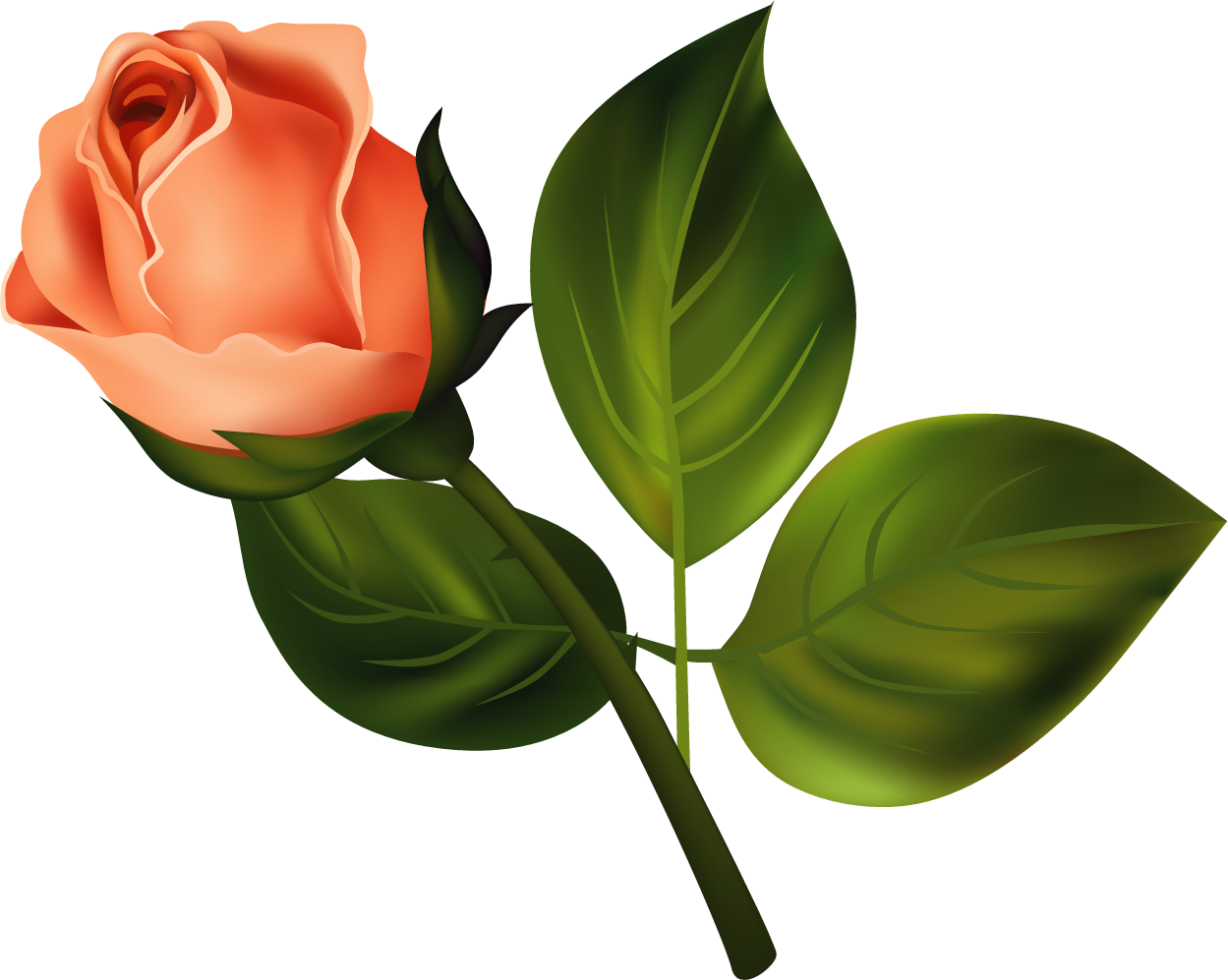 Ruže « Category - Clip Art (1249x997)