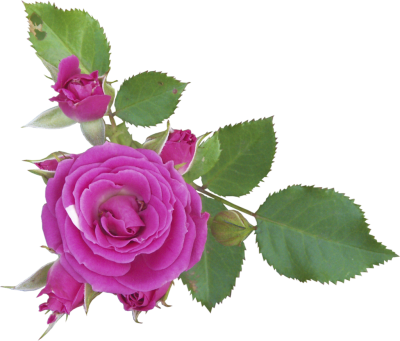 Flores Png - Flores Png (400x341)