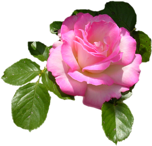 Flores Y Mas Flores - Anniversaire Carte Gif (448x336)
