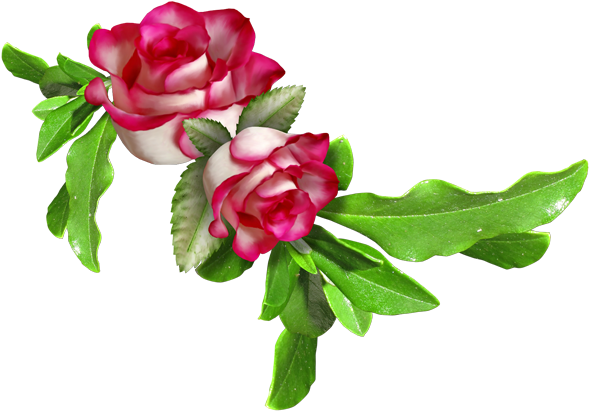 Изображение Для Плейкаста - Rose (600x422)