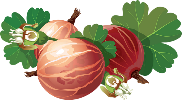 Images Berries - Gooseberry (600x330)