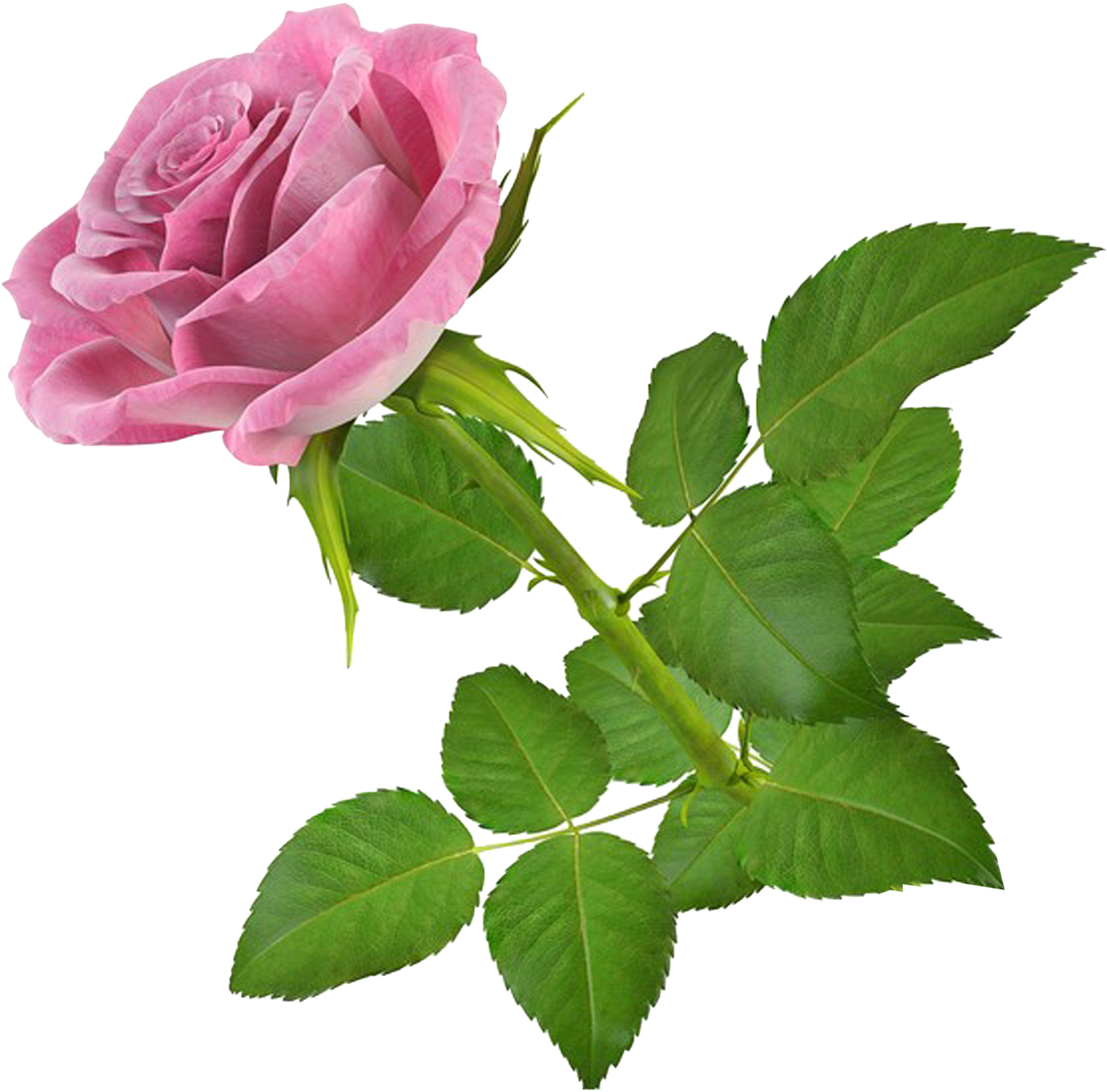 Dulces Flores - - Mensaje Por El Dia Internacional De La Mujer (1600x1600)