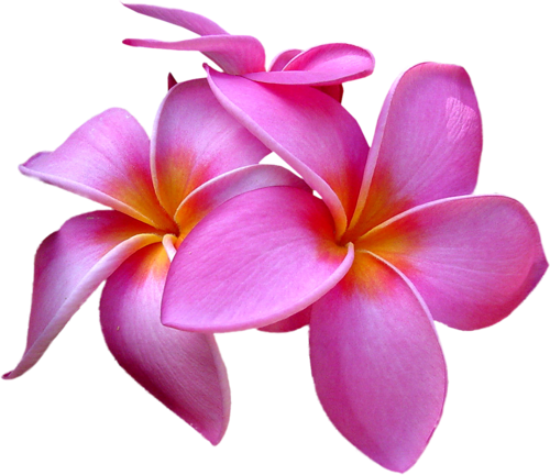 Exotic Flowers - Цветы С Прозрачным Фоном (500x432)