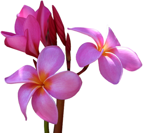 [ Img] - Flower (500x464)