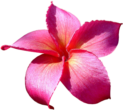 Plumeria Çiçeği Png Resimleri, Png Çiçek Görselleri, - Flower (500x452)