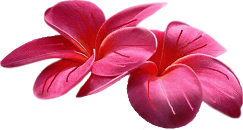 Plumeria Çiçeği Png Resimleri, Png Çiçek Görselleri, - 5 Petal Flowers Gifs (500x269)