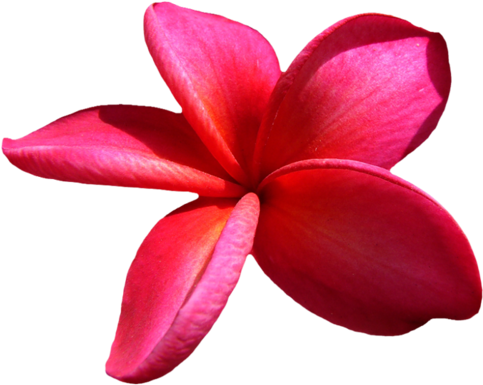 Plumeria Çiçeği Png Resimleri, Png Çiçek Görselleri, - Pink Frangipani Png Hd (500x404)