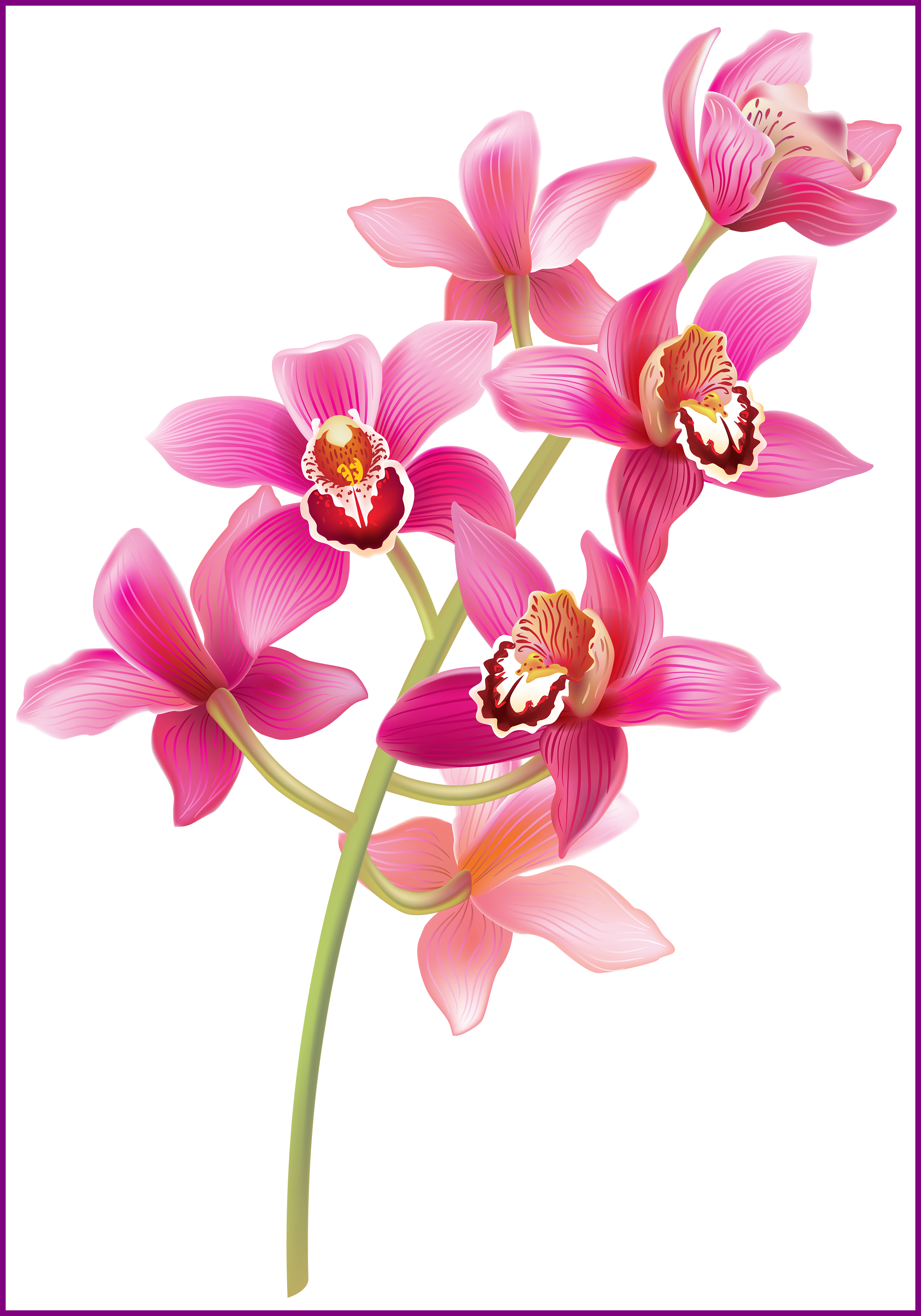 Amazing Image Result For Green Orchid Flowers Pink - Amazing Image Result For Green Orchid Flowers Pink (2472x3530)