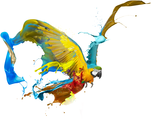 A Wise Man Said ” In Order To Bake The Perfect Cake, - Blue-and-yellow Macaw (600x536)