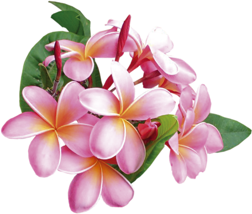 [ Img] - Flowers Frame (500x427)