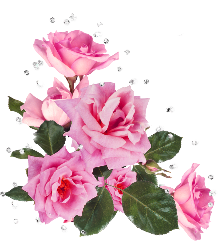 Pink Roses Flower Garden Roses Stock Photography Clip - Цветы На Прозрачном Фоне В Углу (944x1024)