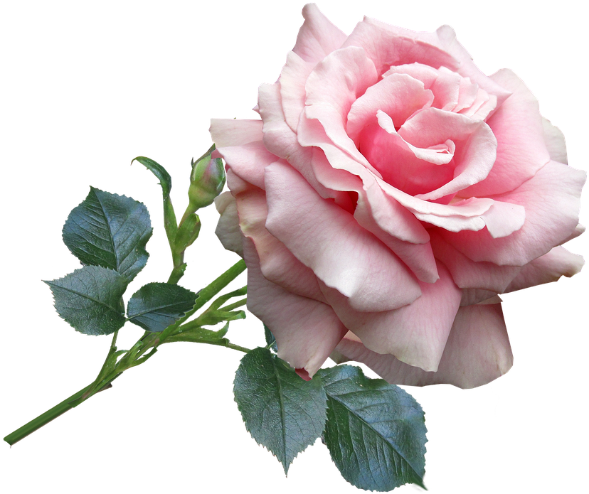 Rose, Pink, Garden, Flower - Rose Pink (889x720)