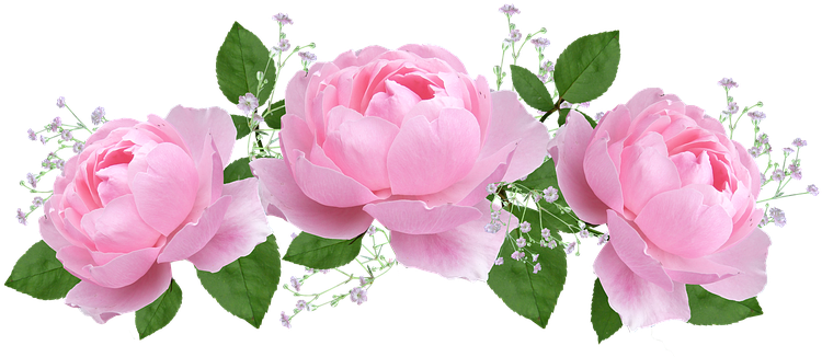 Flower, Floral, Rose, Flora, Petal - Rose De Saint Valentin (766x340)